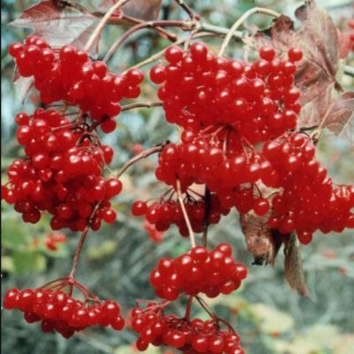 Калина Таежные Рубины Калина Таежные Рубины фото