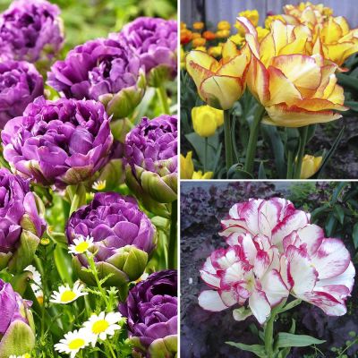 Набор 9189 Набор 9189 фото