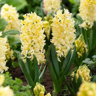 Гиацинт Джипси Принцесс Гиацинт Джипси Принцесс фото