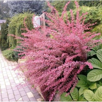 Барбарис тунберга Пинк Берд Барбарис тунберга Пинк Берд - Dolina-Sad.Ru