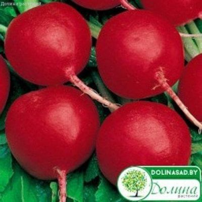 Редис Жара фото