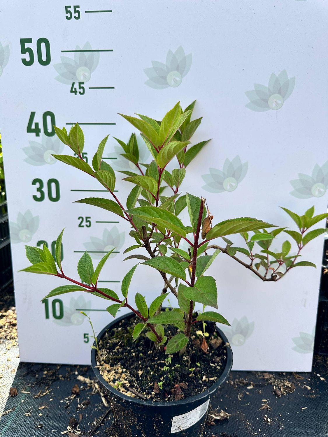 Гортензия метельчатая Канделайт, С2 - Dolina-Sad.Ru