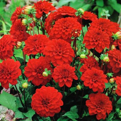 Георгина Гэллери Сингер фото