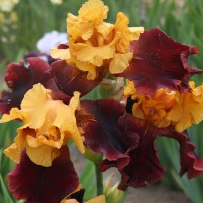 Ирис Суприм Султан Ирис Суприм Султан - Dolina-Sad.Ru