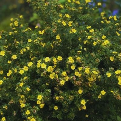 Лапчатка кустарниковая Хакманс Гигант, С1,5 - Dolina-Sad.Ru