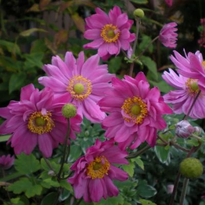 Анемона Памина - Dolina-Sad.Ru