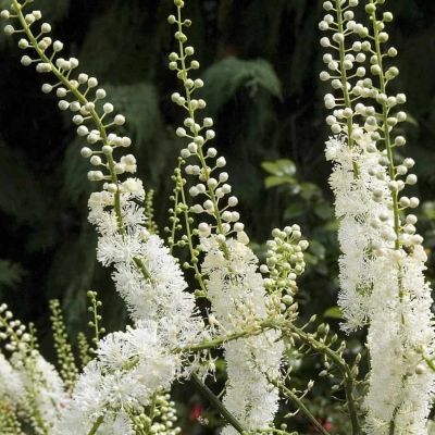 Воронец кистевидная кордифолия - Dolina-Sad.Ru