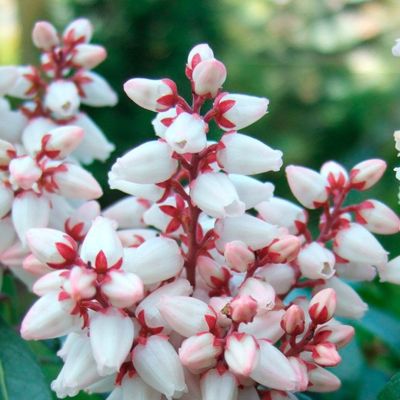 Пиерис японский Бонфаер Пиерис японский Бонфаер - Dolina-Sad.Ru