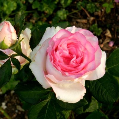 Роза Дольче Вита Роза Дольче Вита - Dolina-Sad.Ru