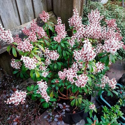 Пиерис японский Бонфаер Пиерис японский Бонфаер - Dolina-Sad.Ru