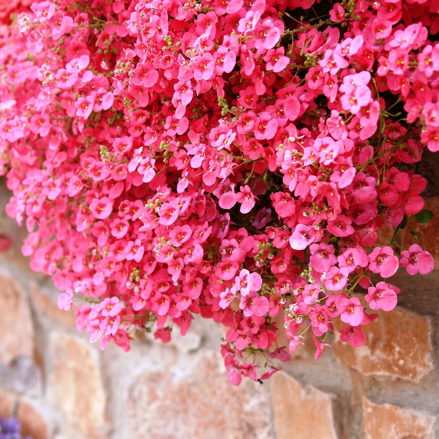 Диасция розовая Диасция розовая фото