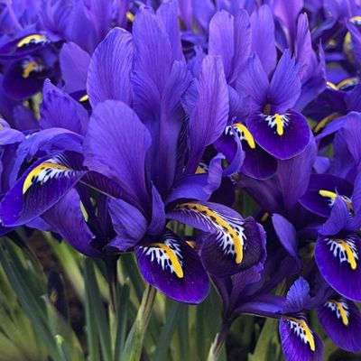 Ирис Пикси Ирис Пикси - Dolina-Sad.Ru