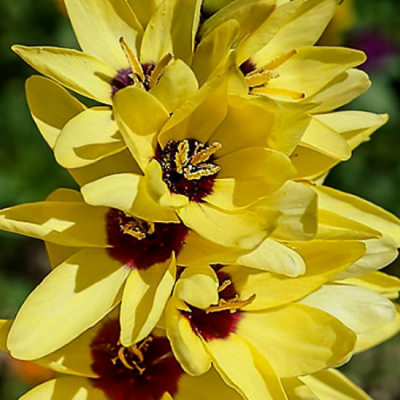 Иксия Еллоу Эмперор фото