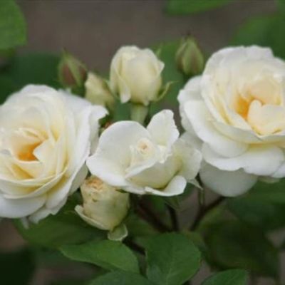 Роза Нью Дримз Роза Нью Дримз - Dolina-Sad.Ru