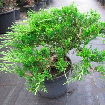 Можжевельник казацкий Рокери Джем Можжевельник казацкий Рокери Джем - Dolina-Sad.Ru