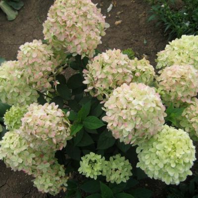 Гортензия метельчатая Вайтлайт Гортензия метельчатая Вайтлайт - Dolina-Sad.Ru