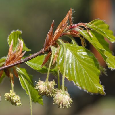 Бук европейский, С5 - Dolina-Sad.Ru