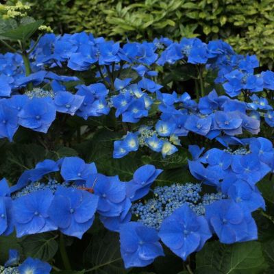 Гортензия крупнолистная Таубе - Dolina-Sad.Ru