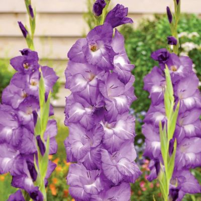 Гладиолус Нори - Dolina-Sad.Ru