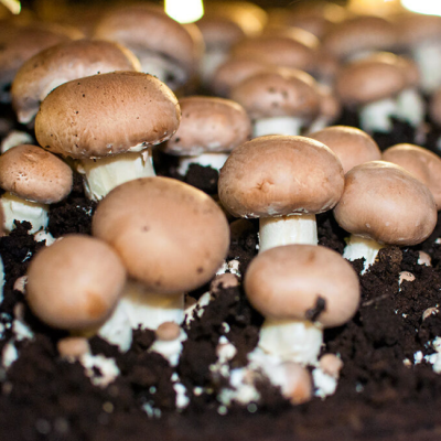 Шампиньон коричневый (на компосте) Шампиньон коричневый (на компосте) фото