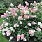 Гортензия метельчатая Ванилла Фрейз, С2 Гортензия метельчатая Ванилла Фрейз, С2 - Dolina-Sad.Ru