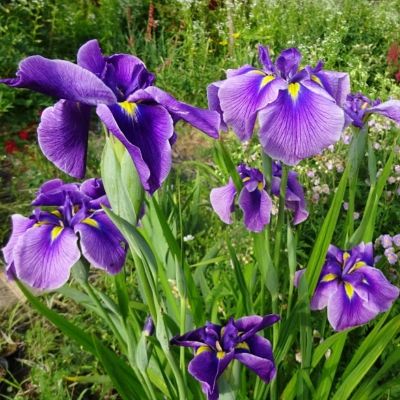 Ирис мечевидный Кристал Хало - Dolina-Sad.Ru