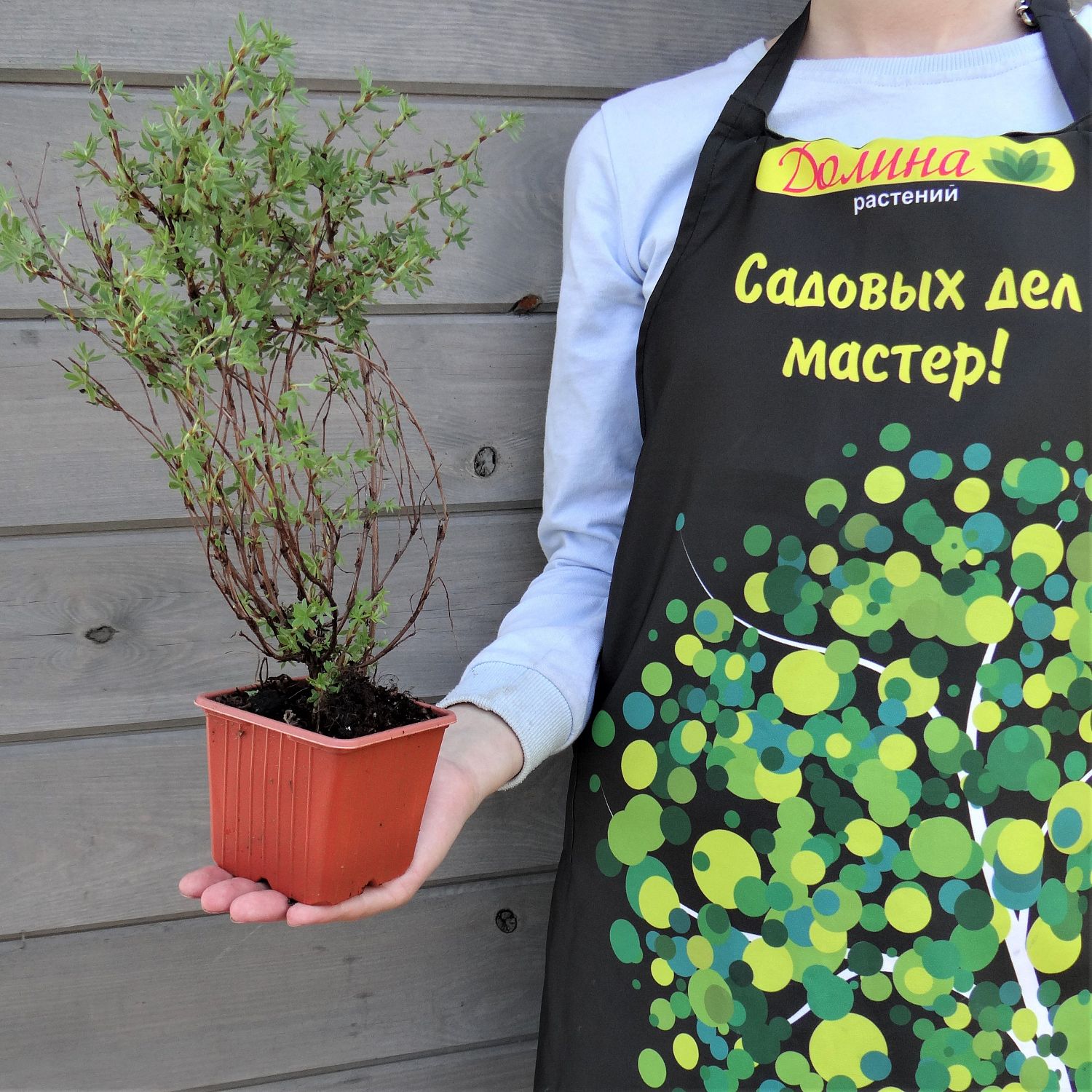 Лапчатка кустарниковая Гламур Герл Лапчатка кустарниковая Гламур Герл фото