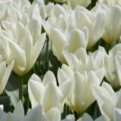 Тюльпан Вайт Эмперор Тюльпан Вайт Эмперор - Dolina-Sad.Ru