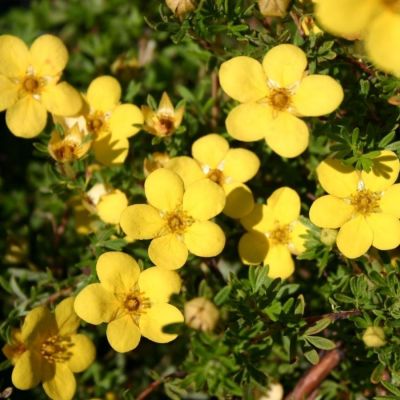 Лапчатка кустарниковая Кобольд, С3 - Dolina-Sad.Ru