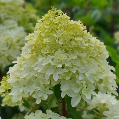 Гортензия метельчатая Пикачу, С3 Гортензия метельчатая Пикачу, С3 - Dolina-Sad.Ru