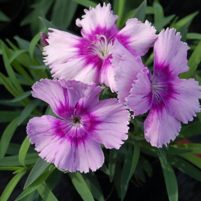 Гвоздика Диана Лавендер Пикоти - Dolina-Sad.Ru