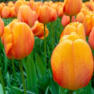 Тюльпан Блашинг Апельдорн Тюльпан Блашинг Апельдорн фото