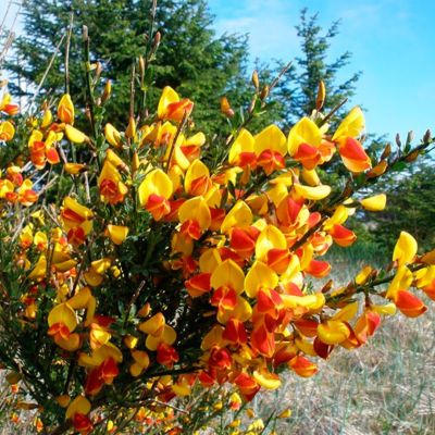 Ракитник Андреанус Ракитник Андреанус - Dolina-Sad.Ru