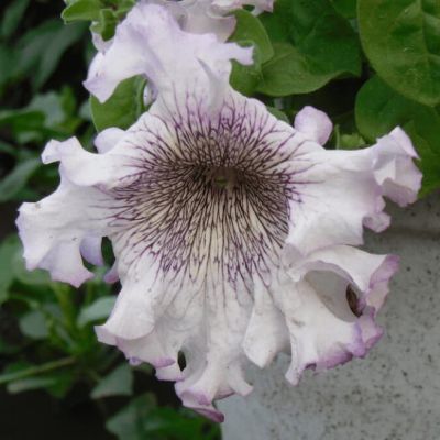 Петуния превосходнейшая Альба Петуния превосходнейшая Альба фото