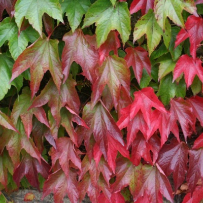 Девичий виноград Вичи Боскоуп Девичий виноград Вичи Боскоуп фото