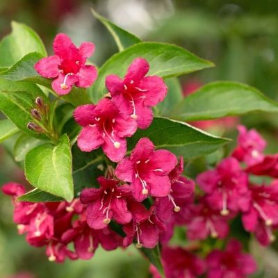 Вейгела Эвита Вейгела Эвита - Dolina-Sad.Ru