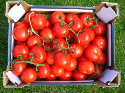 Томат Лев Толстой F1 автор. Н15 Томат Лев Толстой F1 автор. Н15 фото