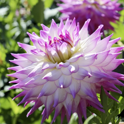 Георгина Хапет Блю Айс Георгина Хапет Блю Айс фото