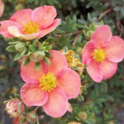 Лапчатка кустарниковая Гламур Герл Лапчатка кустарниковая Гламур Герл фото