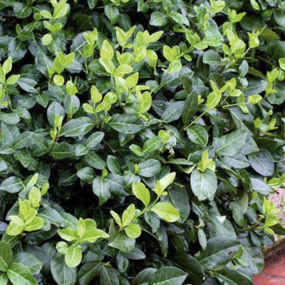 Бересклет Форчуна Колоратус Бересклет Форчуна Колоратус фото