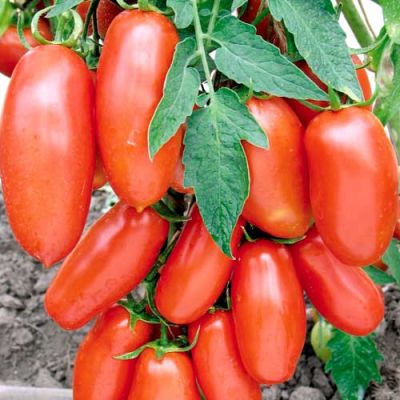 Томат Сливка Медовая Н11 Томат Сливка Медовая Н11 фото