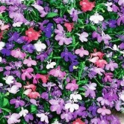 Лобелия Каскад, ампельная смесь Лобелия Каскад, ампельная смесь фото