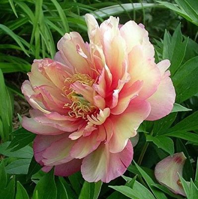 Пион Салмон Орандж фото