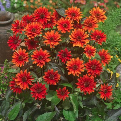 Гелиопсис Файертвистер Гелиопсис Файертвистер - Dolina-Sad.Ru