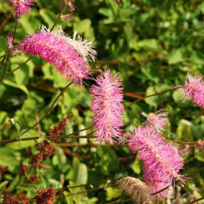 Кровохлебка тупая Кровохлебка тупая - Dolina-Sad.Ru