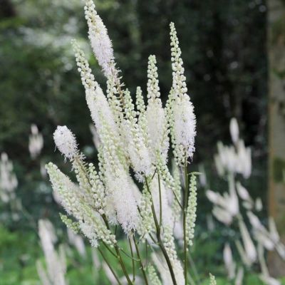 Воронец кистевидная кордифолия - Dolina-Sad.Ru