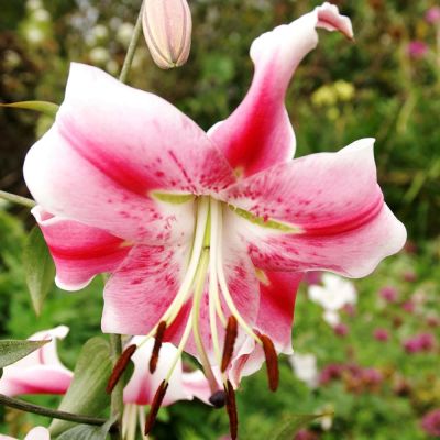 Лилия Анастасия Лилия Анастасия фото