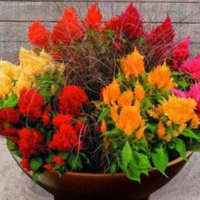 Целозия Малютка, перистая, смесь фото