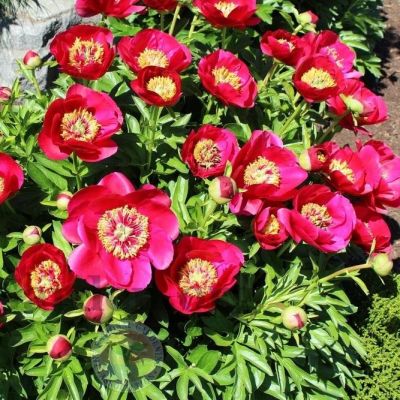 Пион Фейри Принцесс Пион Фейри Принцесс фото