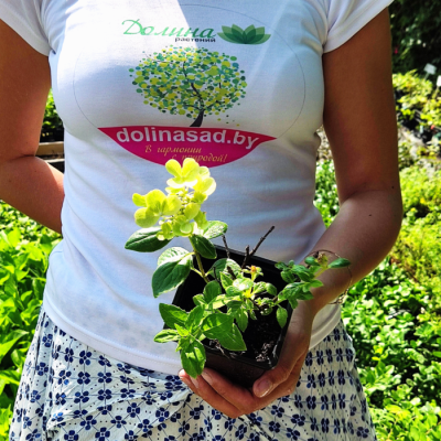 Гортензия метельчатая Петит Стар Гортензия метельчатая Петит Стар - Dolina-Sad.Ru